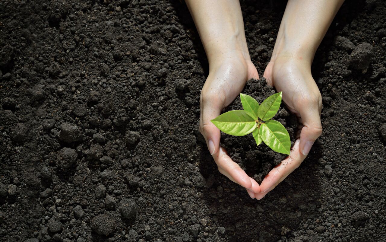 Hands picking up a seedling from the ground
